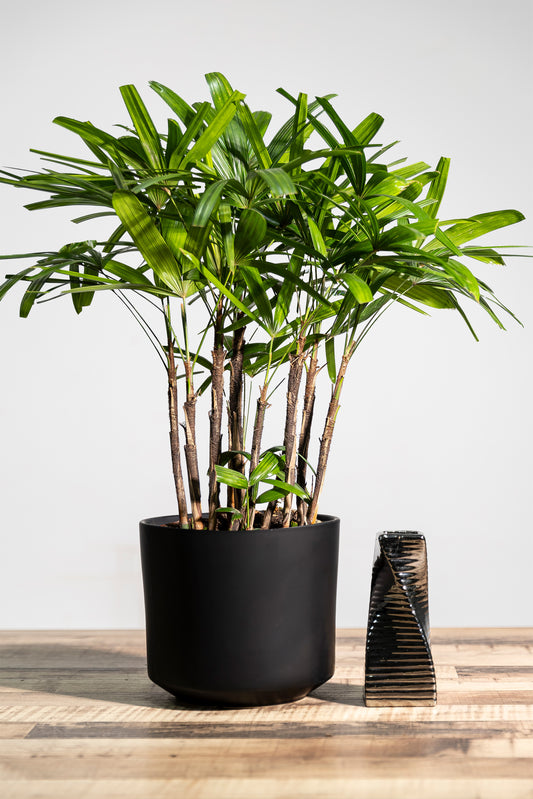 Rhapis exceisa (Lady Palm, China) $158 (not inclusive of ceramic pot))