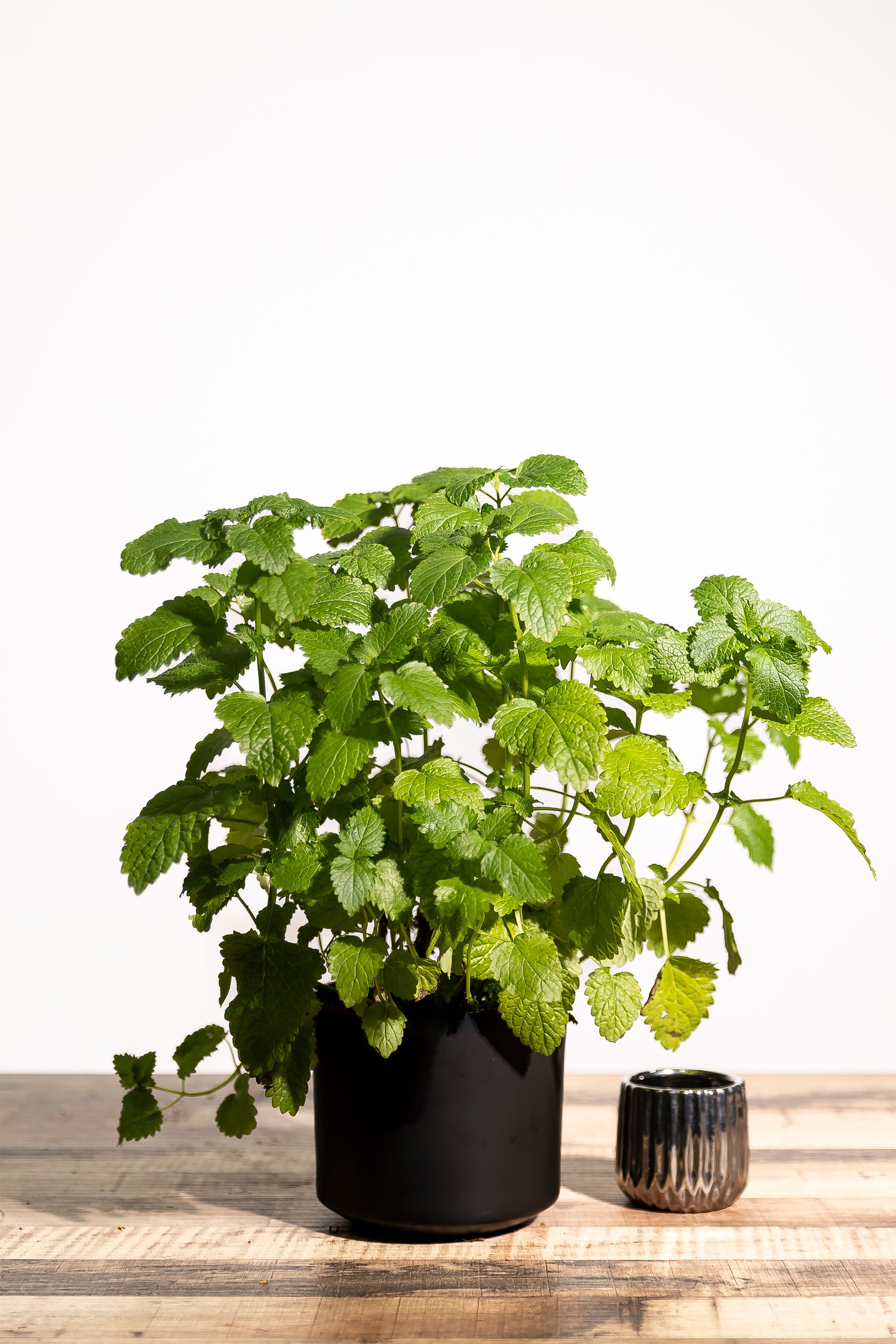 Mint/Peppermint