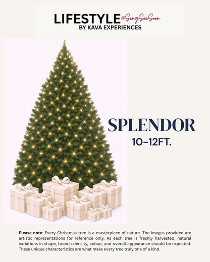 Splendor Christmas Tree (10-12FT)