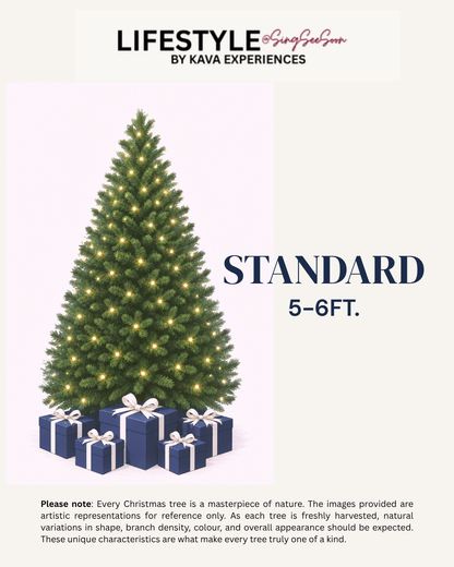 Standard Christmas Tree (5-6FT)