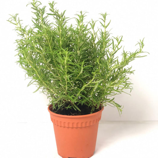 Rosemary (hanging) $10