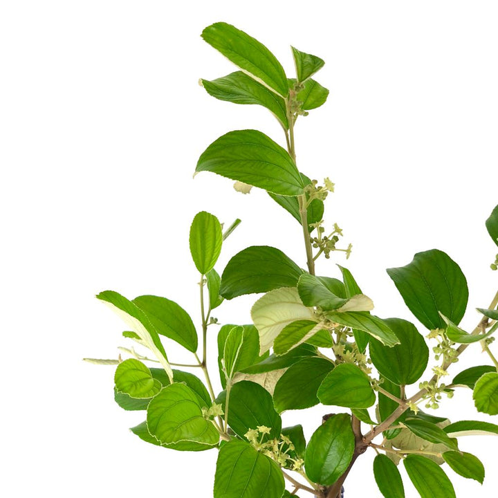 Ziziphus Mauritiana Jujube Plant Singapore – Lifestyle@singseesoon