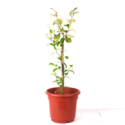 Fruit : Jujube Plant $28