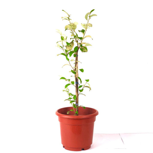 Fruit : Jujube Plant $30