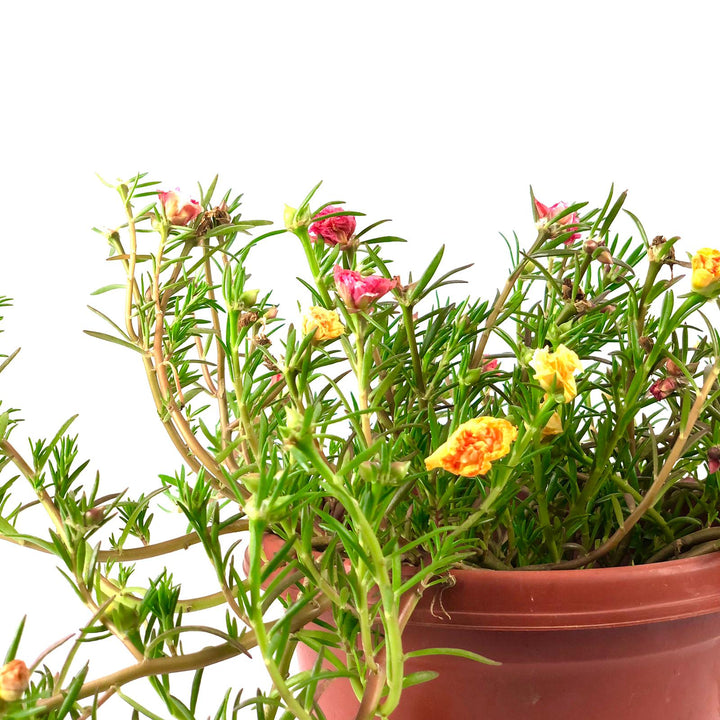 Portulaca grandiflora (Japanese Rose), Moss Rose, Portulaca, 大花马齿笕, 午时花, edible plant, edible flower, outdoor plant, sun loving plant