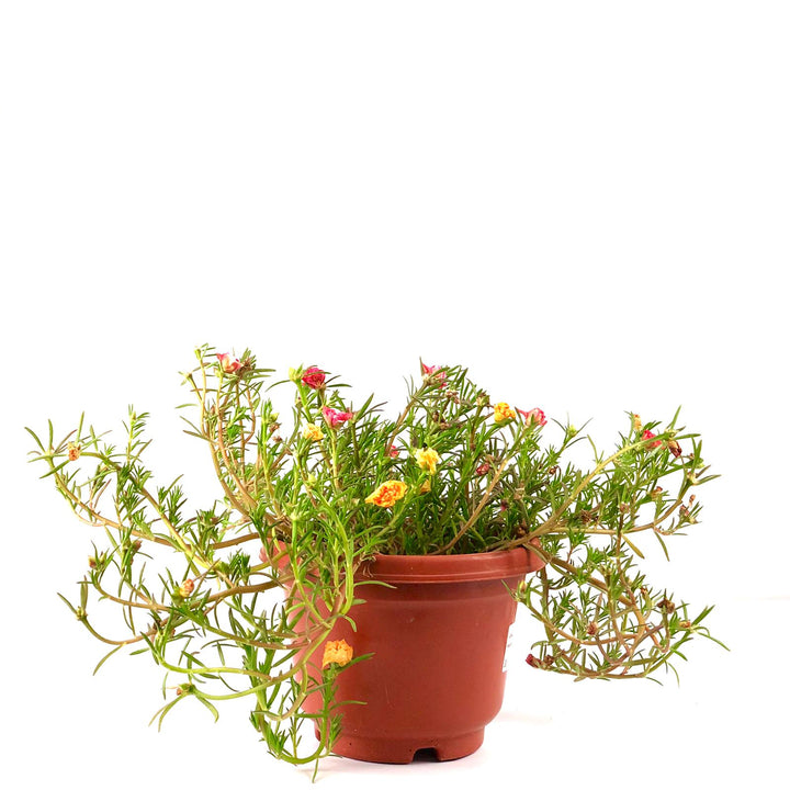 Portulaca grandiflora (Japanese Rose), Moss Rose, Portulaca, 大花马齿笕, 午时花, edible plant, edible flower, outdoor plant, sun loving plant