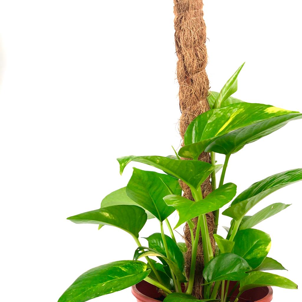 Epipremnum aureum (Money Plant) (3ft. Cocostick)