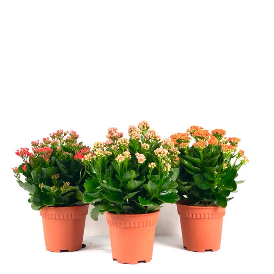 Kalanchoe, houseplant, indoor plant, urban gardening, Christmas Kalanchoe, Flaming Katy, 万紫千红, ornamental plant, flowering plant, herbaceous plant, sun loving plant
