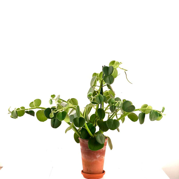 Peperomia hovaria, peperomia, non toxic plant, cat friendly, dog friendly, child friendly, indoor plant