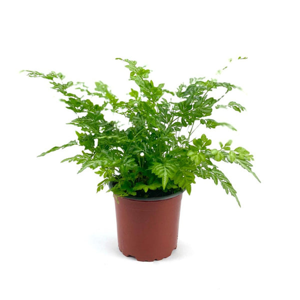 Pteris Fern (c.potted)