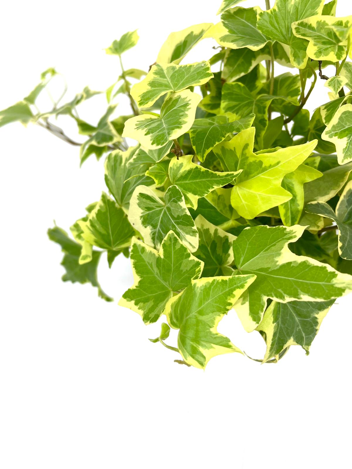 English ivy plant, English ivy, Hanging english ivy