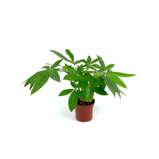 Pachira aquatica (3 stem) $15