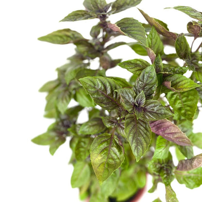 Holy Basil (s) Purple Basil) $10
