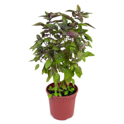 Holy Basil (s) Purple Basil) $10