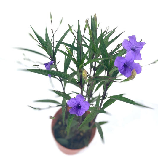 Ruellia (S) Purple) $10