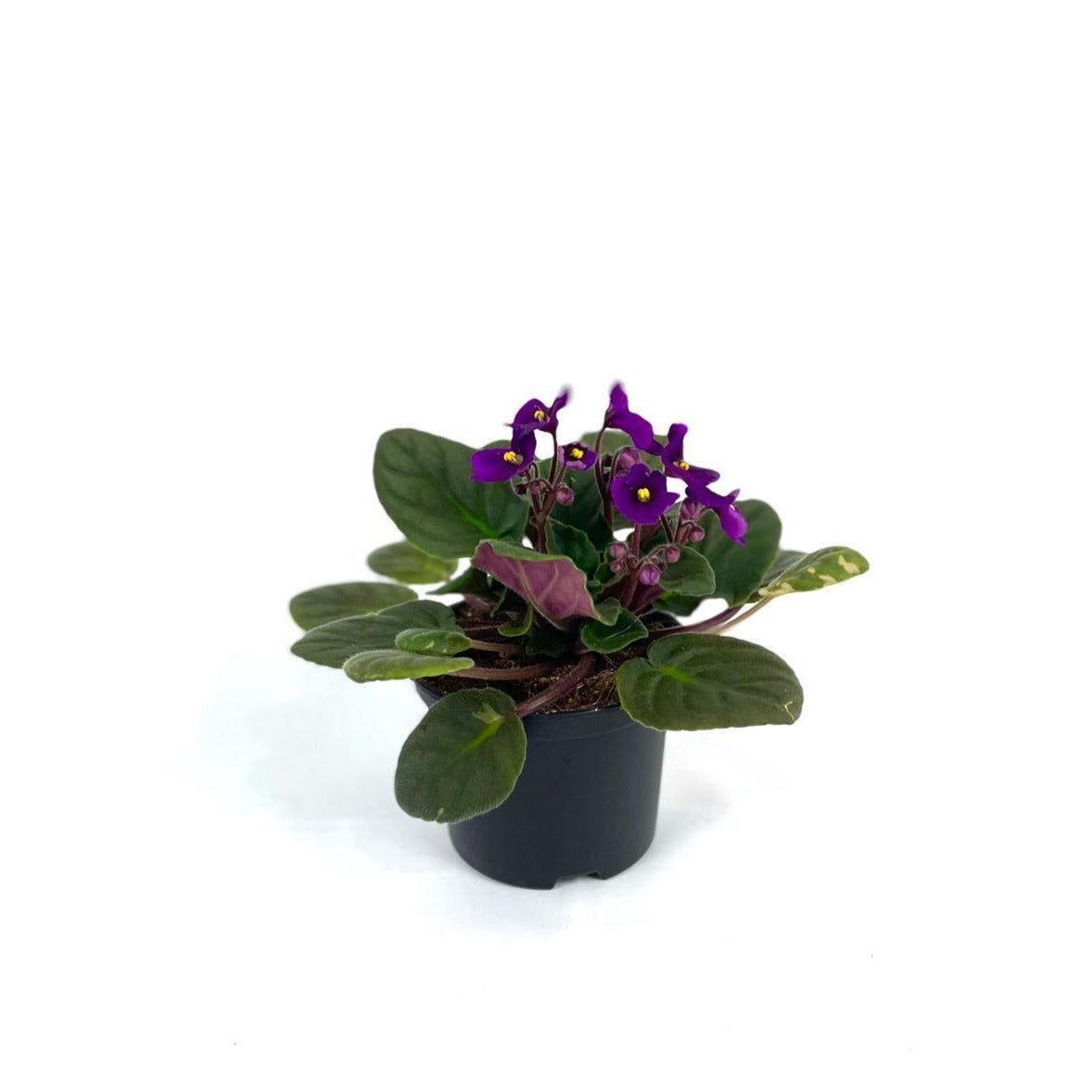 African Violet, indoor plant, houseplant, flowering plant