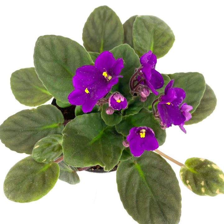 African Violet, indoor plant, houseplant, flowering plant