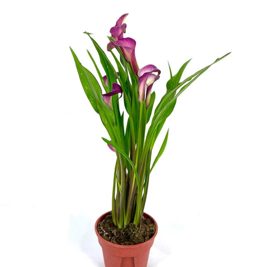 Calla Lily (assorted colors)