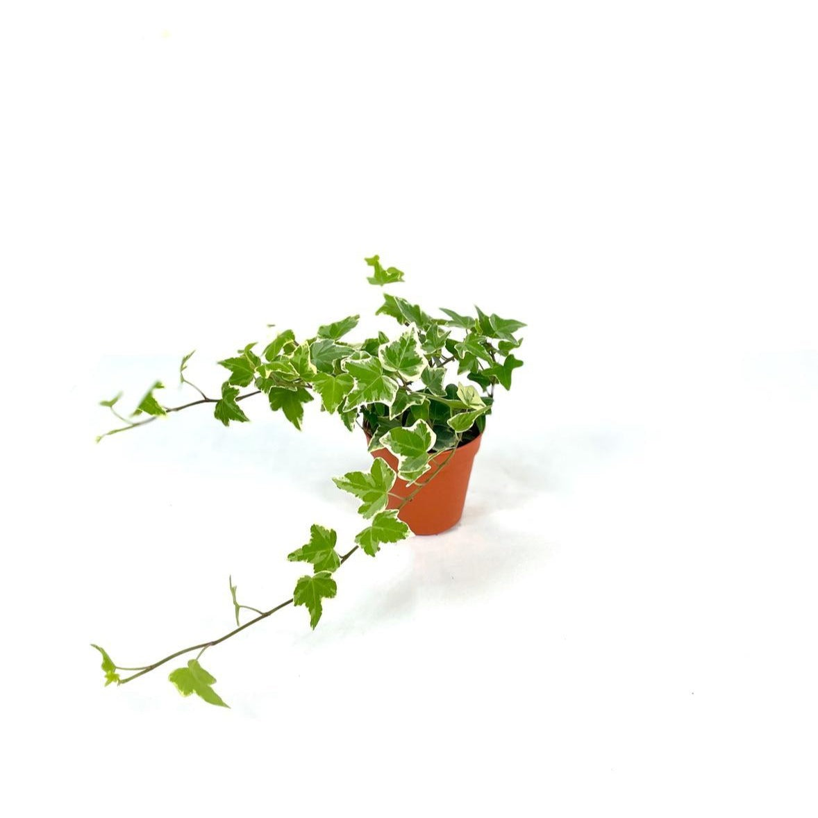 English ivy plant, English ivy, Hanging english ivy