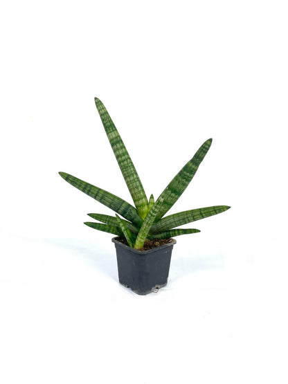 Starfish Sansevieria c.potted $38