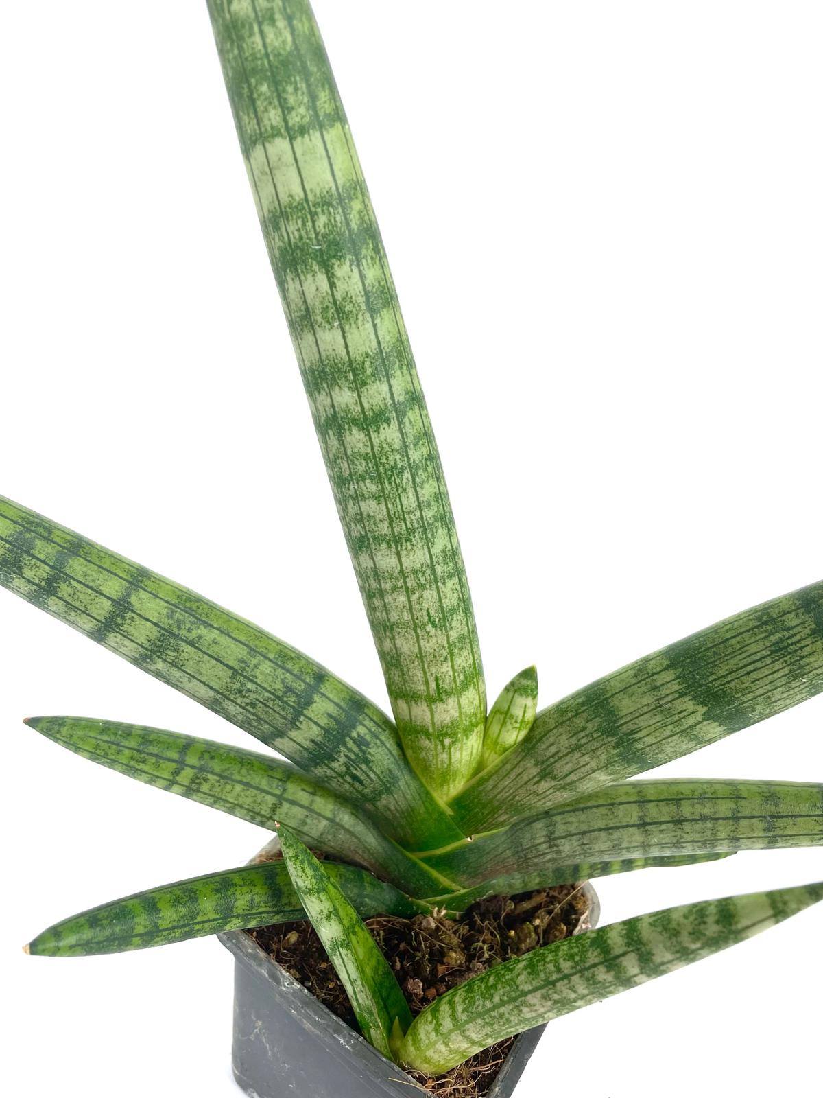 Starfish Sansevieria c.potted $38