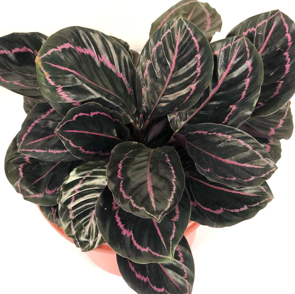 Calathea sp (assorted) – Lifestyle@SingSeeSoon By Kava Experiences