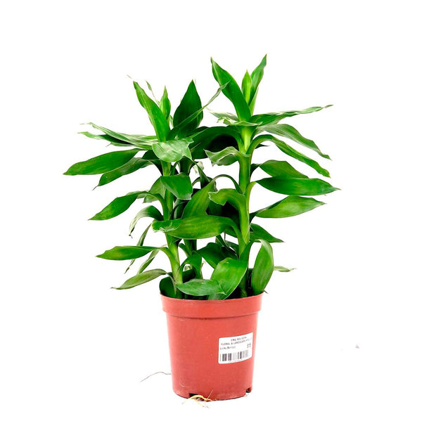 Lucky/Curly Bamboo  (Tall) $28