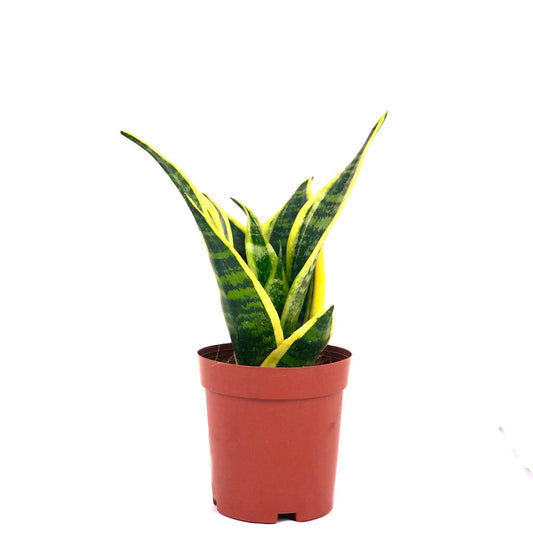 Sansevieria trifasciata 'Laurentii' $12