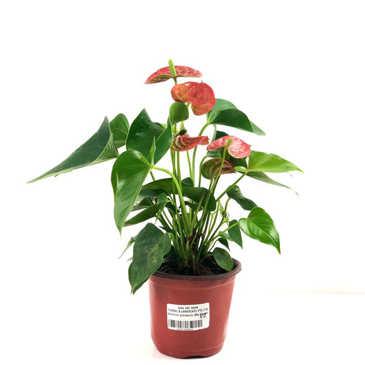 Anthurium andraeanum Red (Xs)