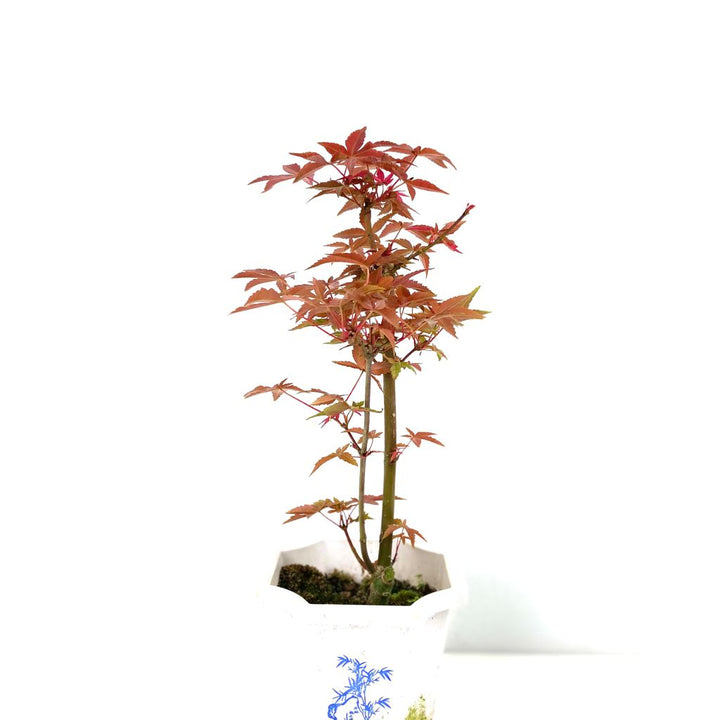 japanese red maple tree, maple tree, japanese plants, zen plants, bonsai, japanese garden