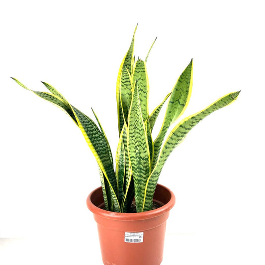 Sansevieria trifasciata 'Laurentii' $18