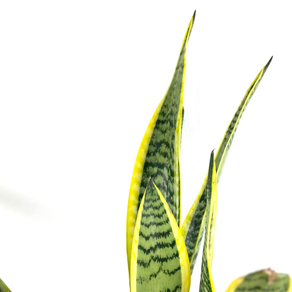 Sansevieria trifasciata 'Laurentii' $18