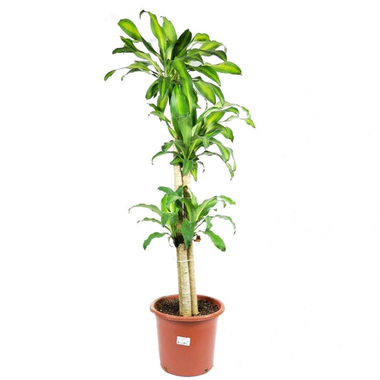 Dracaena fra. (Iron Tree) (P310) $48