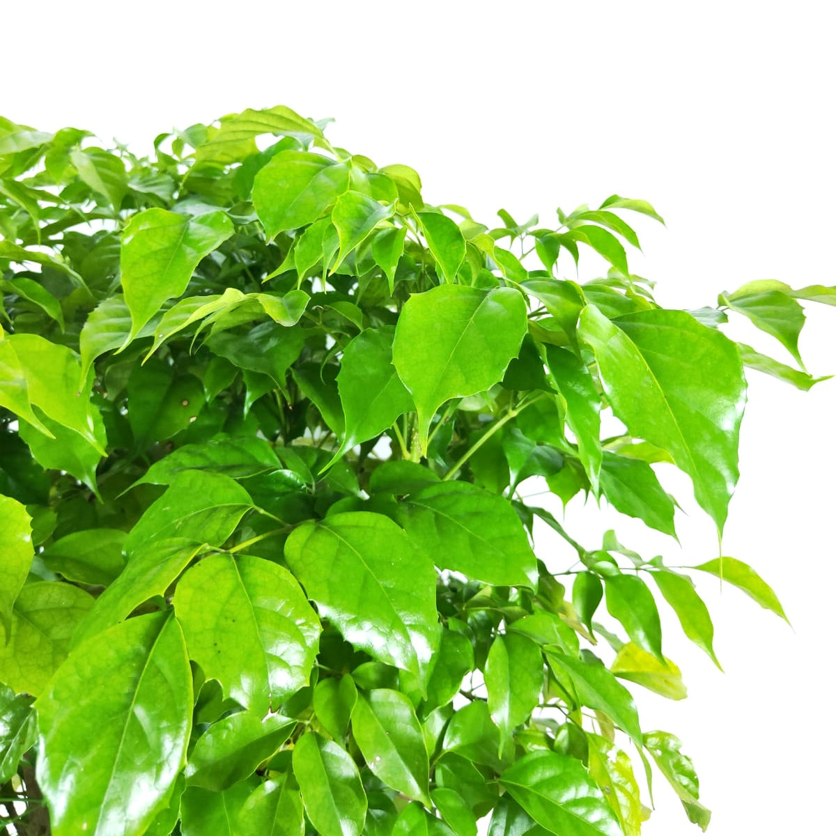 China Doll Plant, Radermachera sinica, serpent tree, emerald tree, evergreen tree, houseplant, indoor plant