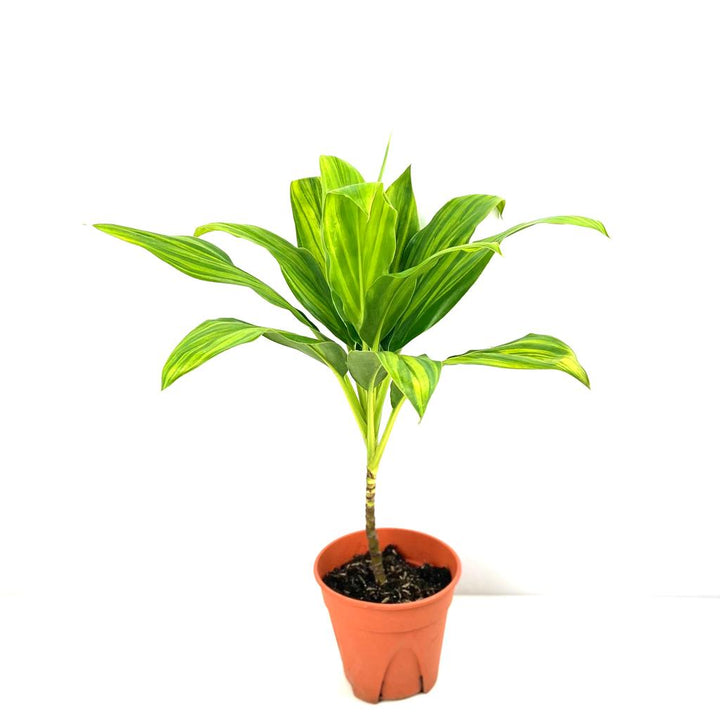 Cordyline 'Kiwi Yellow', cordyline, Hawaiian Ti, Ti Tree, Good Luck Tree, indoor plant, outdoor plant