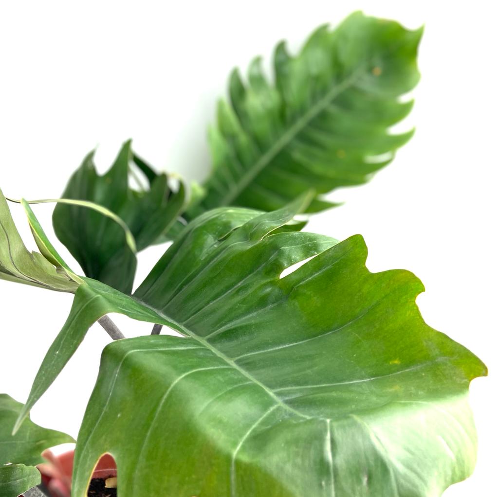 Philodendron pluto, Philodendron, Potted philodendron