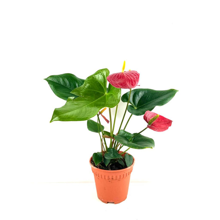 Anthurium andraeanum Red, anthurium, easy care, easy care plant, indoor plant 