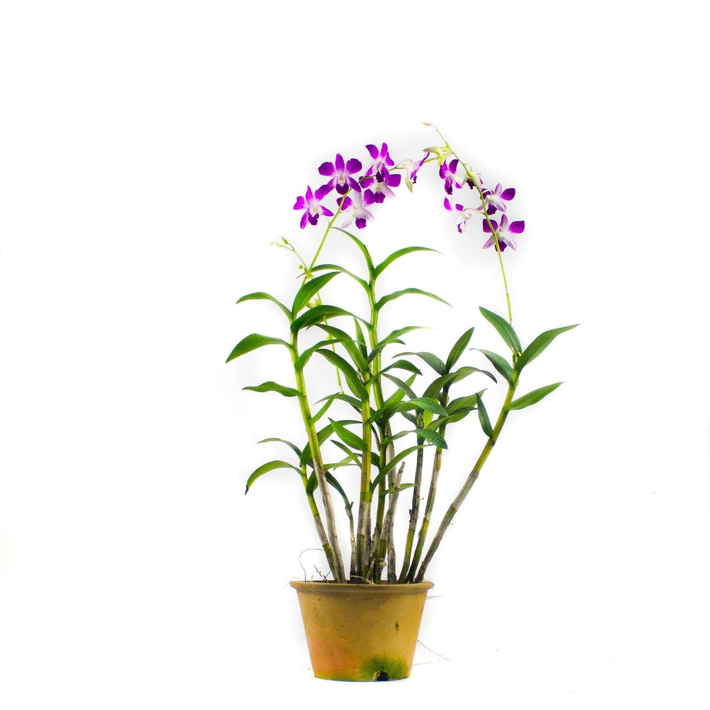 CNY Dendrobium (assorted)