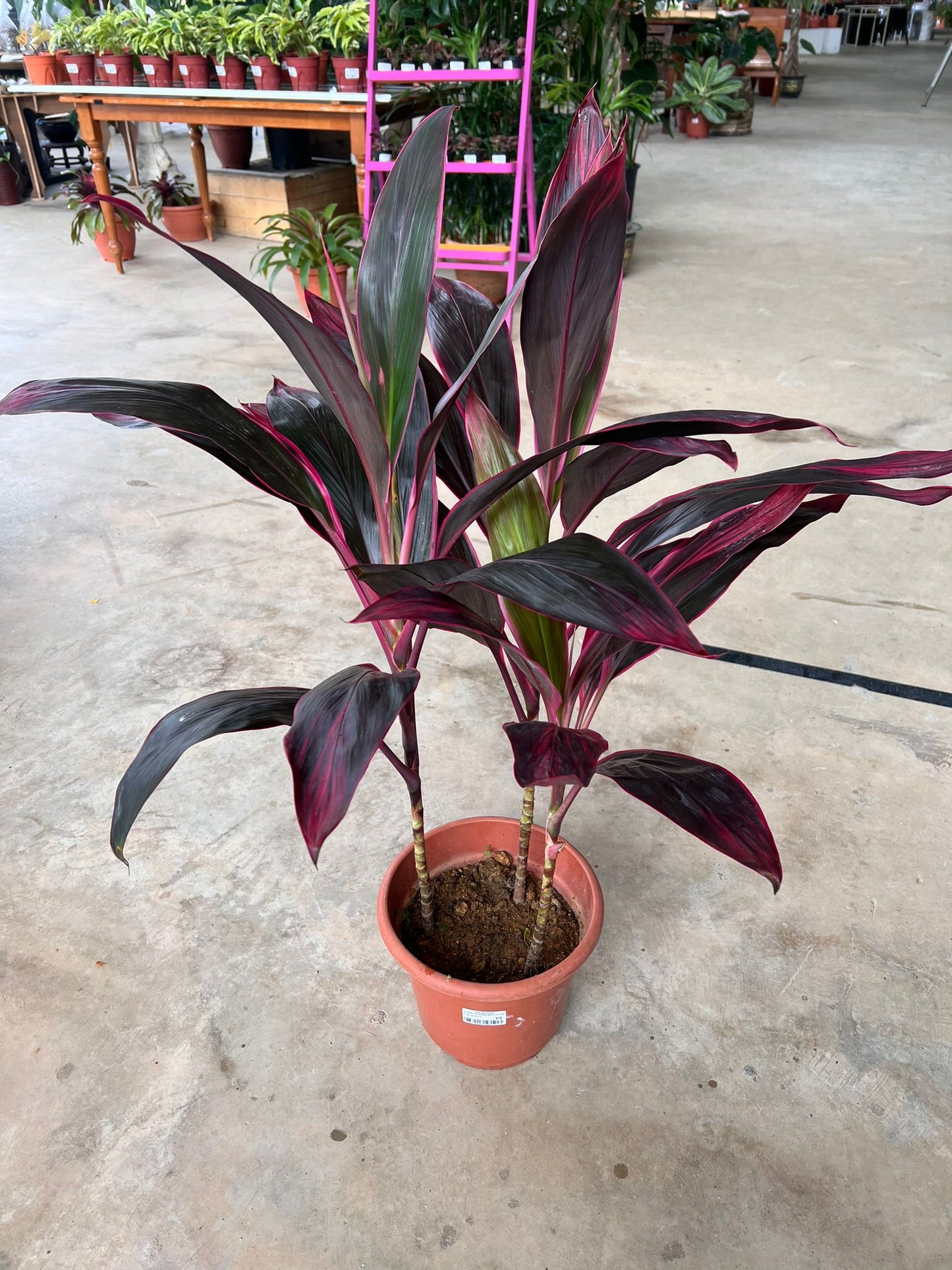 Cordyline 3in1 RED $28