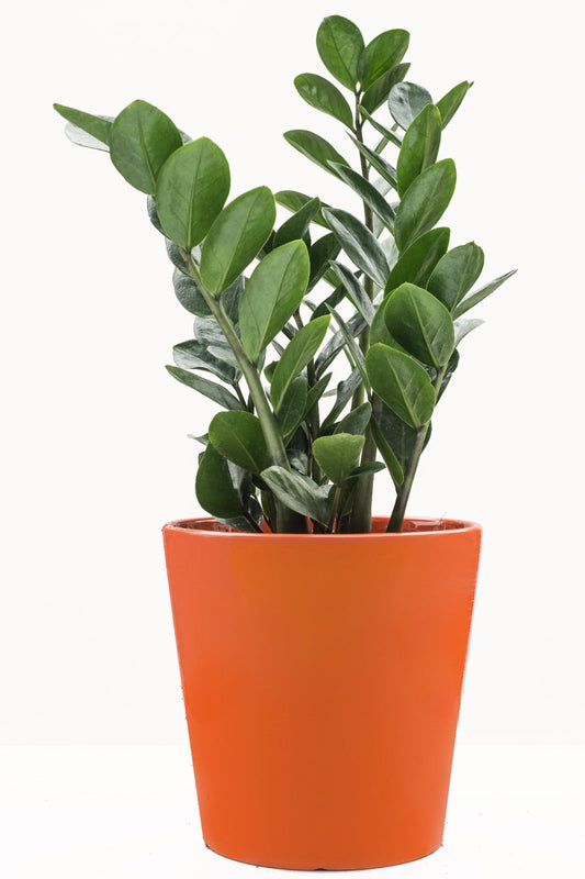 Zamioculcas zamiifolia in  grey c.pot $198