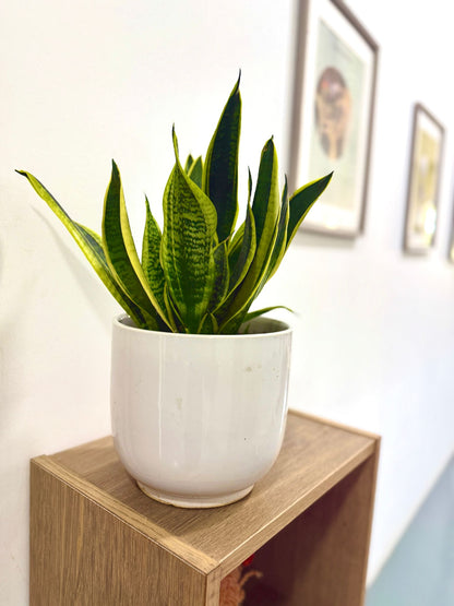 Sansevieria trifasciata 'Snake Plant' (Large)