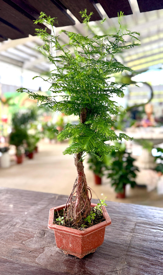 Dawn Redwood Bonsai