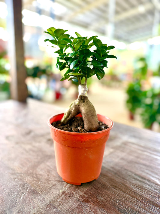 Ficus bonsai