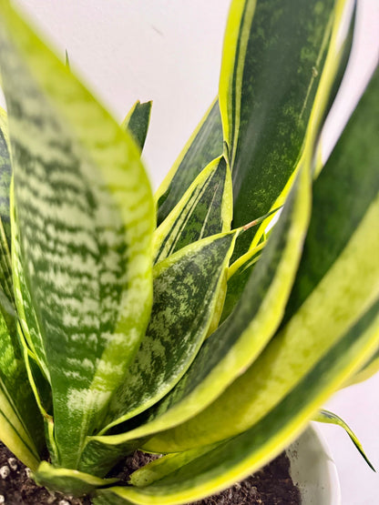 Sansevieria trifasciata 'Snake Plant' (Large)
