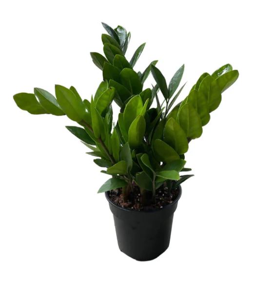 Zamioculcas zamiifolia $10