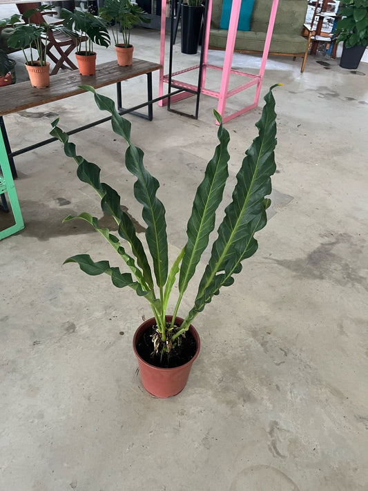 Anthurium Renaissance