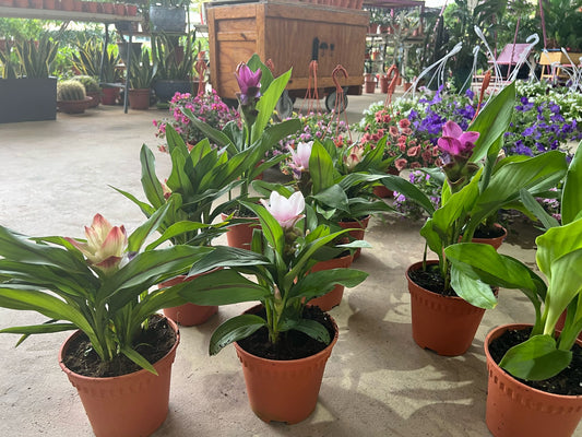 Ginger Flower Plant