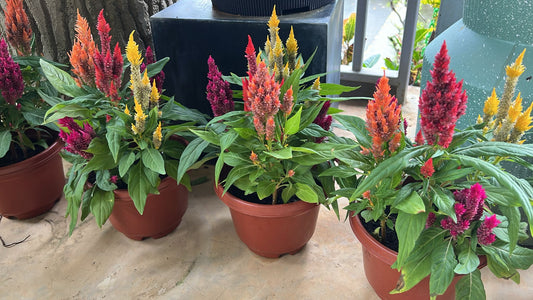 CNY Celosia 3 in 1 (S)