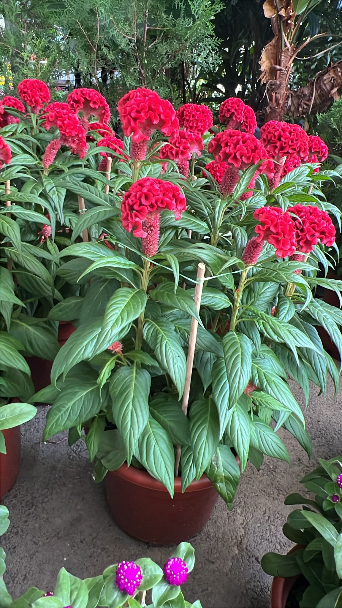 Coxcomb (Red/Purple)