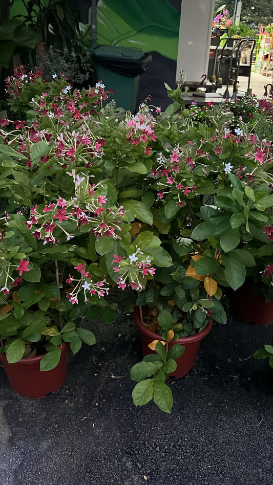 Rangoon Creeper